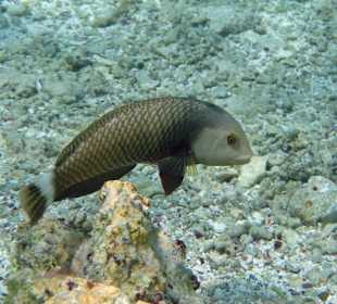 Brauner Bäumchenfisch 32cm