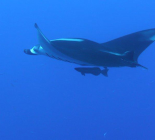 Manta am Hausriff 