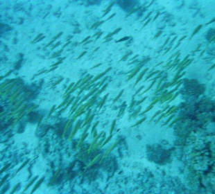 Unterwasserwelt Ägypten