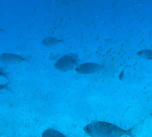 Strandpromenade Sa Coma