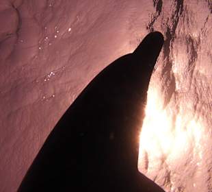 Delfinschwimmen Hurghada