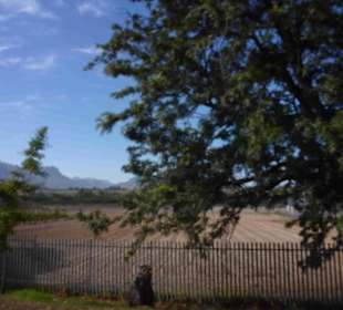 Weingebiet Stellenbosch