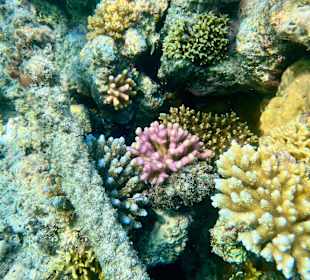 Schnorcheln Marsa Alam