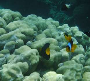 Schnorcheln Abu Dabbab