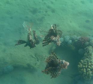 Schnorcheln am Hotelstrand