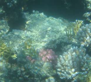 Bunte Unterwasserwelt