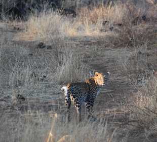 Leopardensichtung nahe des Camps