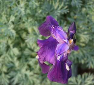 Wandern Drakensberg Gardens