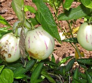 Rundgang über die Fajã dos Padres