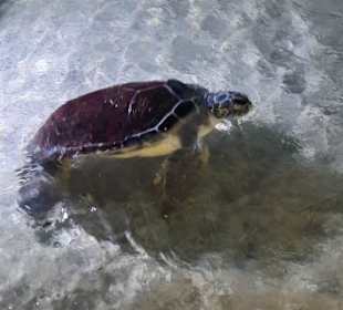Wasserschildkröte