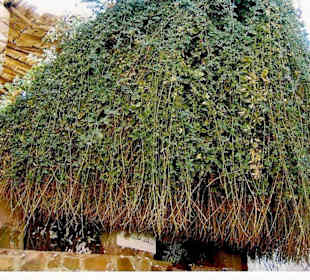 Der brennende Dornbusch