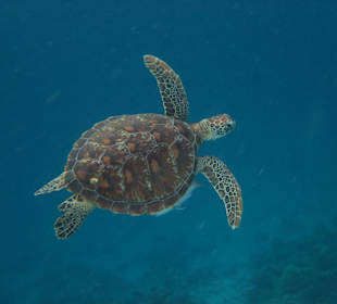 Schildkröte