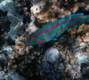Mondschwanz-Lippfisch am Riff