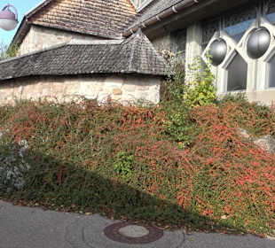 Stadtrundgang Schluchsee