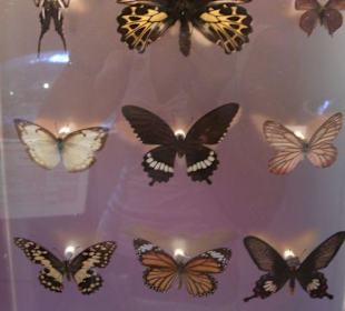 Schmetterling - Motiv