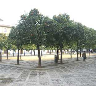 Orangenhof im Alkazar