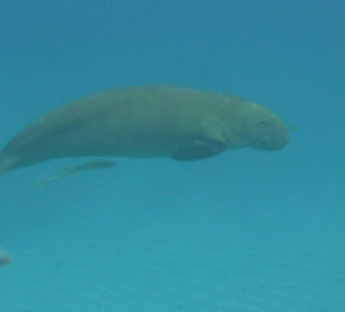 Schnorcheln Marsa Alam