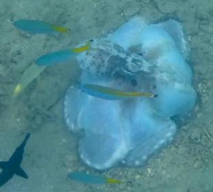 Beim Schnorcheln gesehen