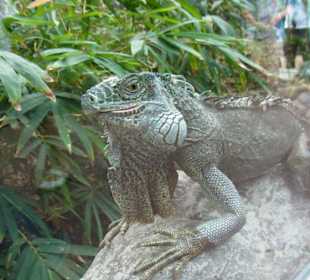 Leguan