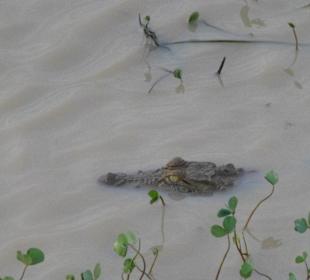 Auch du wirst mal ein großes stattliches Krokodil