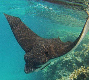 Den haben wir gesehen