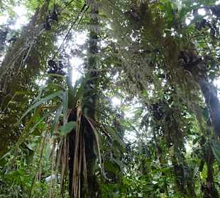 Wanderung durch den Nebelwald/Regenwald