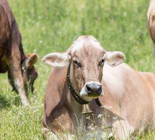Rundwanderweg Berwang