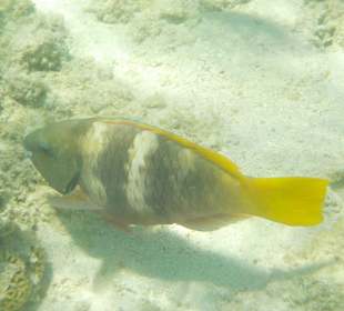 Schnorcheln Hurghada