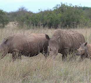 Rhinos