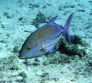 Blauflossenmakrele