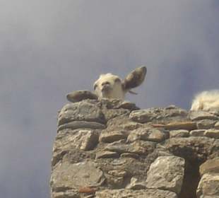 Eine Ziege auf Wanderschaft