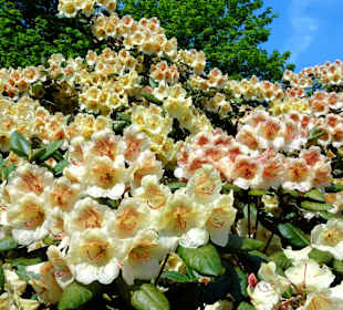 Spaziergang durch den Rhododendronpark Westerstede