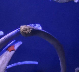 Meeresmuseum Stralsund