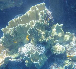 Schnorcheln am Blue Hole