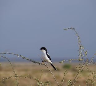 Tierwelt im Nationalpark
