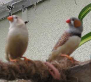 Vögel im Schmetterlingshaus