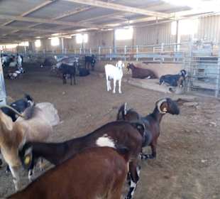 Ziegenfarm Finca Pepe