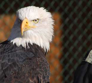 Der Weisskopf-Seeadler