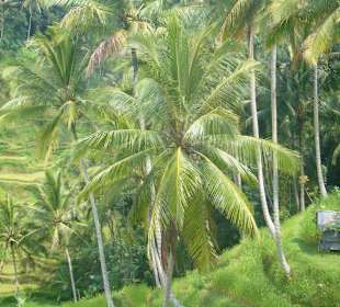 Reisterrassen von Ubud