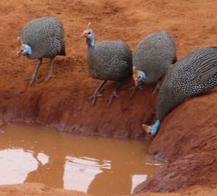 Helmperlhühner am Wasserloch (Tsavo Ost)