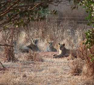 Löwin mit drei Jungen