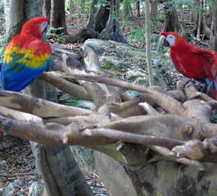 Xaman Ha Bird Park