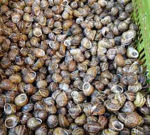 Eindrücke vom Marché Cassanyes