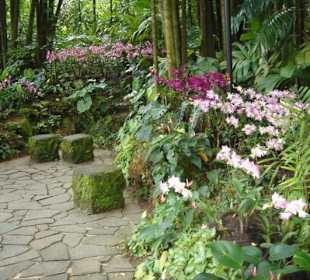 Сад орхидей