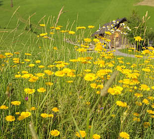 Wandern Sibratsgfäll