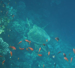 Schnorchelparadies mit Wasserschildkröten