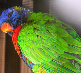 Cango Wildlife Ranch