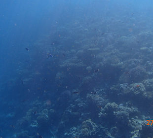 Korallen Riff mit Fisch