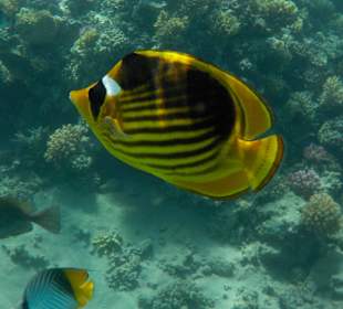 Unterwasserwelt am Hausriff