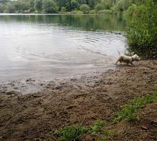 Birkensee im August